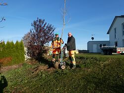 Auf dem Bild sind zwei Männer zu sehen, die einen Baumsetzling einpflanzen.