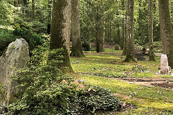 Auf dem Bild sind Bäume und Grabsteine unter den Bäumen auf einem Waldfriedhof zu sehen.