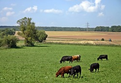 Auf dem Bild sind Kühe auf einer Weide zu sehen.